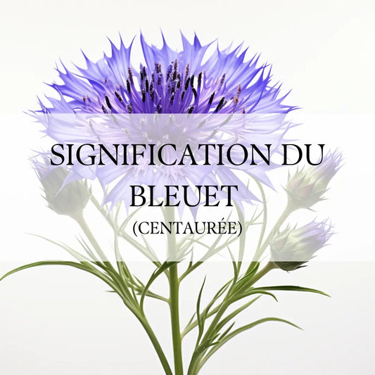Bleuets: Symbole de Timidité et Délicatesse
