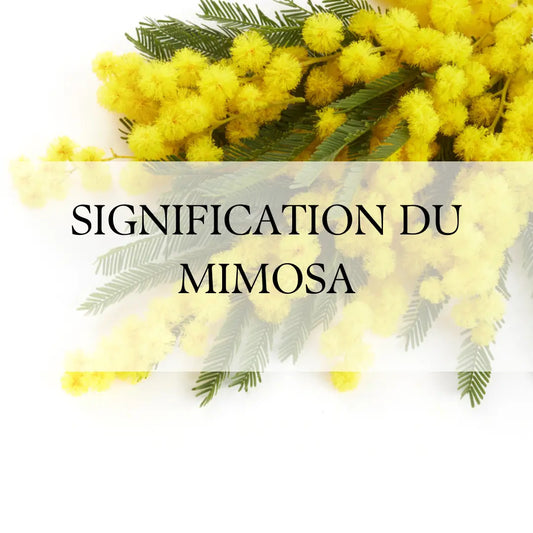 Découvrez le Mimosa Fleur de Février