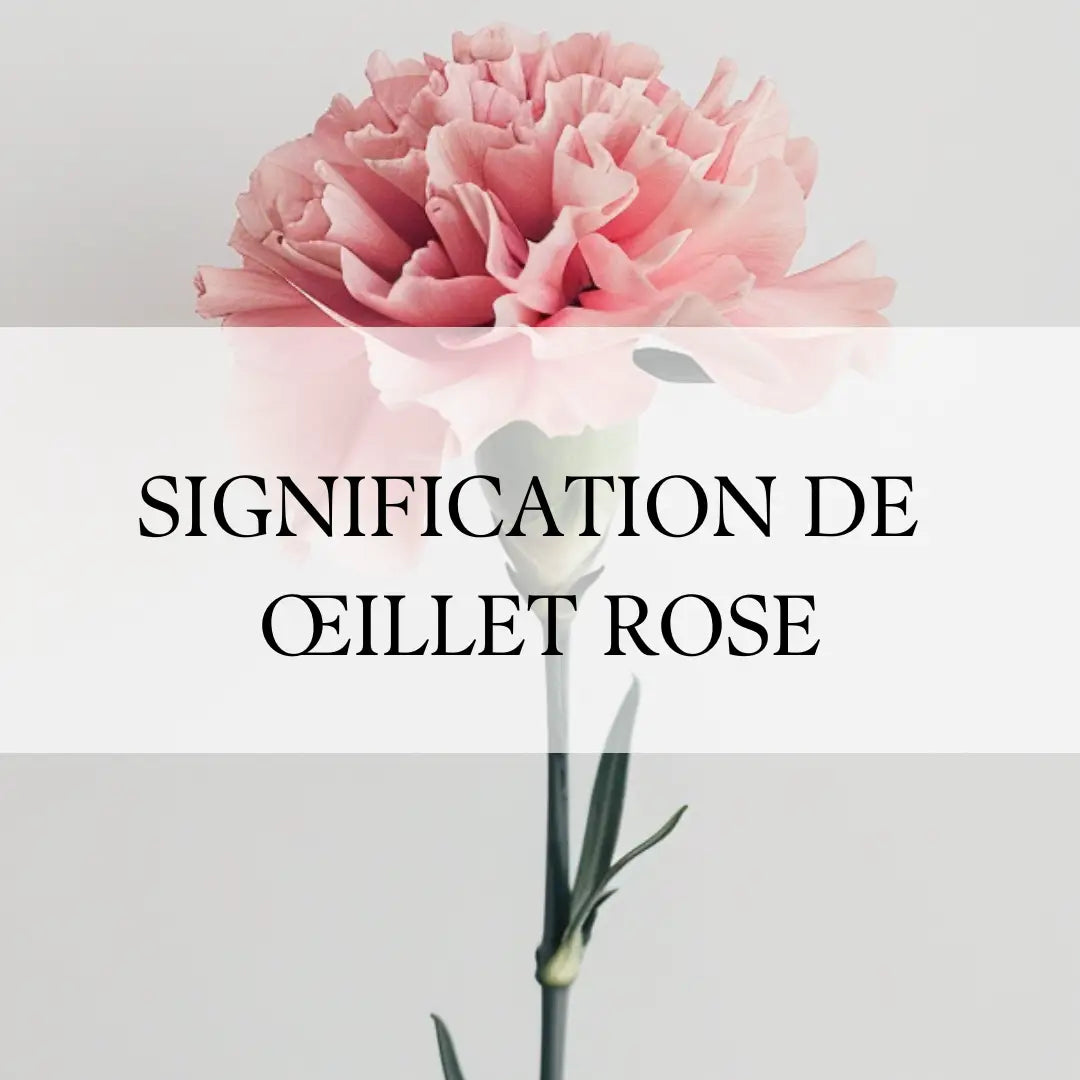 Œillet Rose : Découvrez la Symbolique Enchantée de cette Fleur Captivante