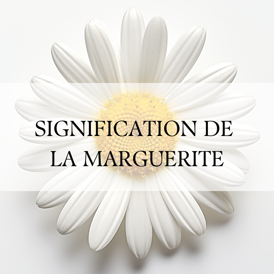 La Signification Enchantée de la Marguerite et de la Pâquerette : Plongeons dans le Langage des Fleurs 🌼