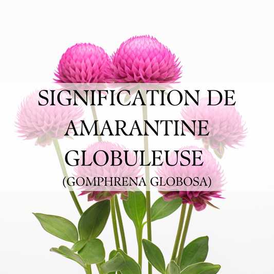 Amarantine Globuleuse : Symbole de Permanence