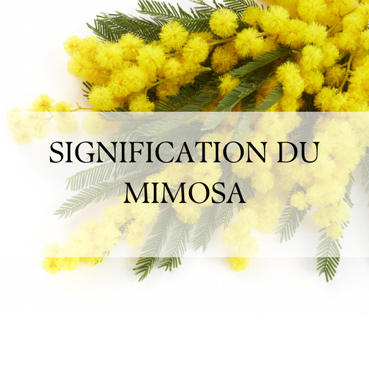 Découvrez le Mimosa, Fleur de Février