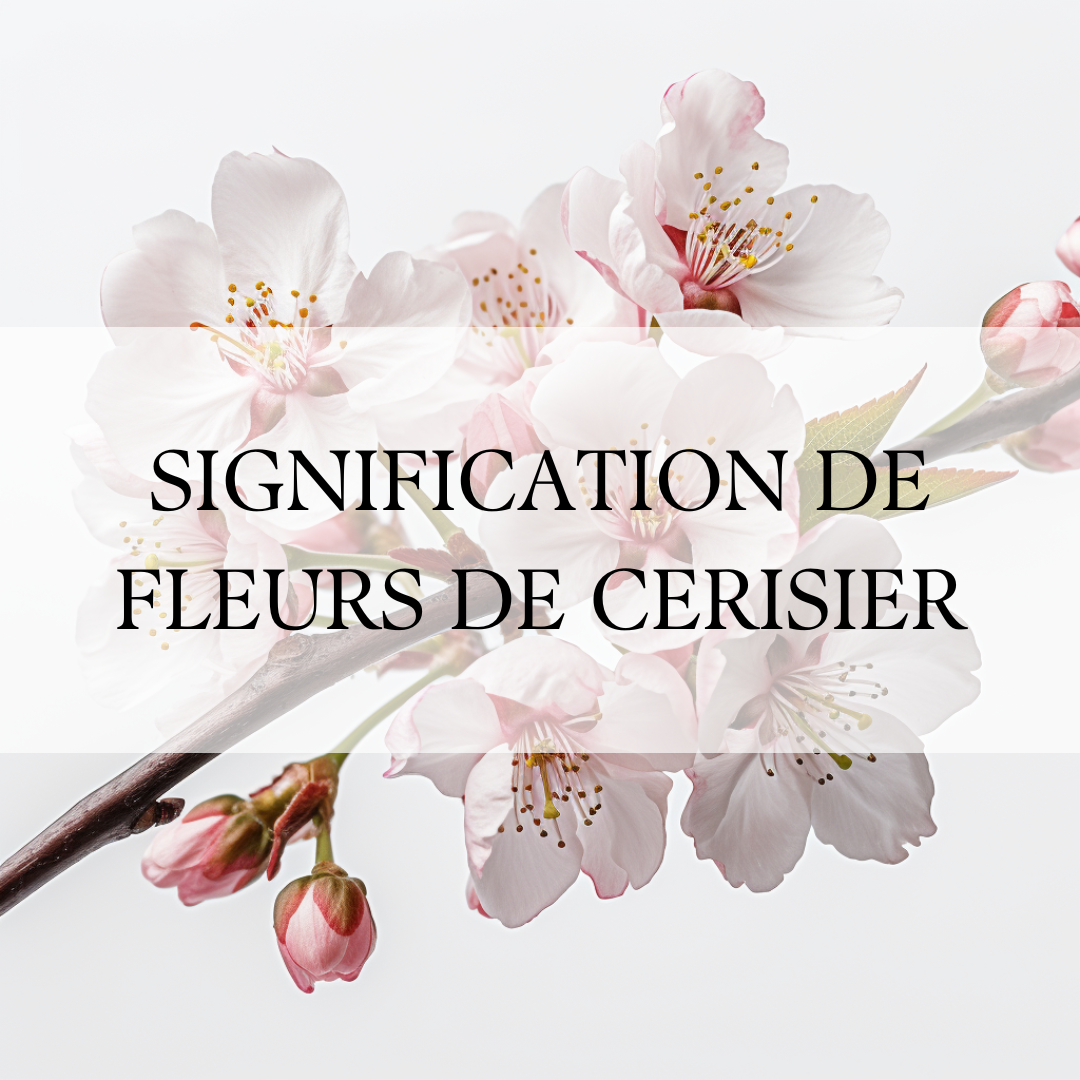 Fleur de Cerisier : Un Symbole de Renouveau et de Réussite