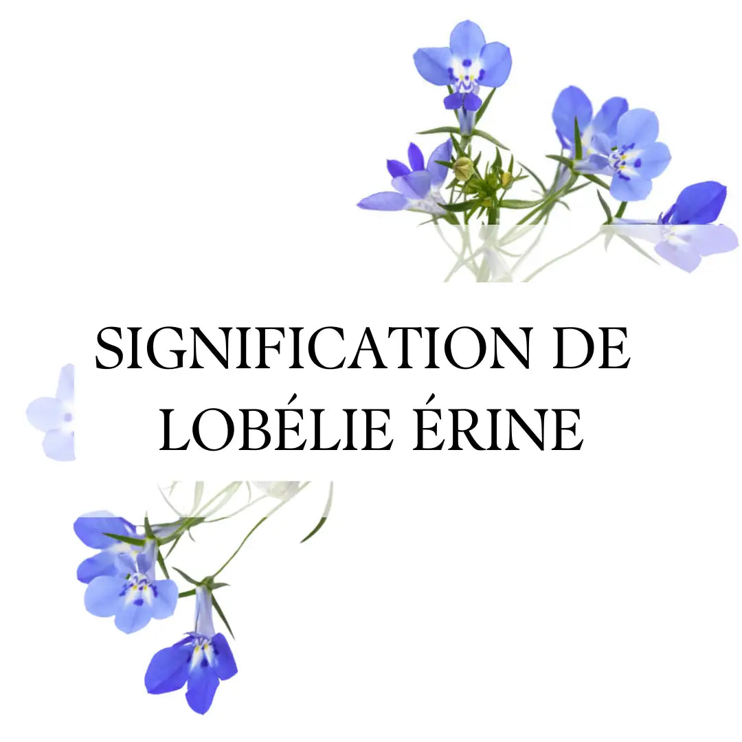 Lobélie Erinus: La Fleur Qui Éveille la Positivité