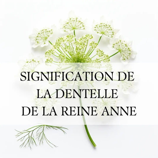 Signification et symbolisme de la Dentelle de la reine Anne, carotte sauvage, Daucus carota