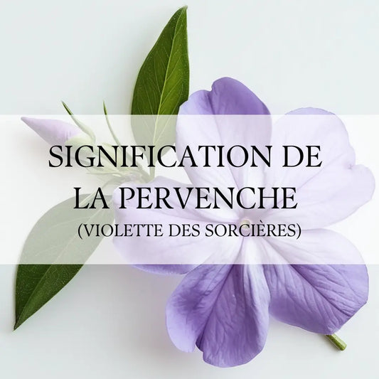 Pervenche: Découvrez la Symbolique Mystique de la Violette